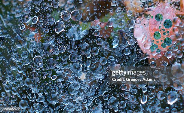 a galaxy of water drops on a spider web - hatboro imagens e fotografias de stock