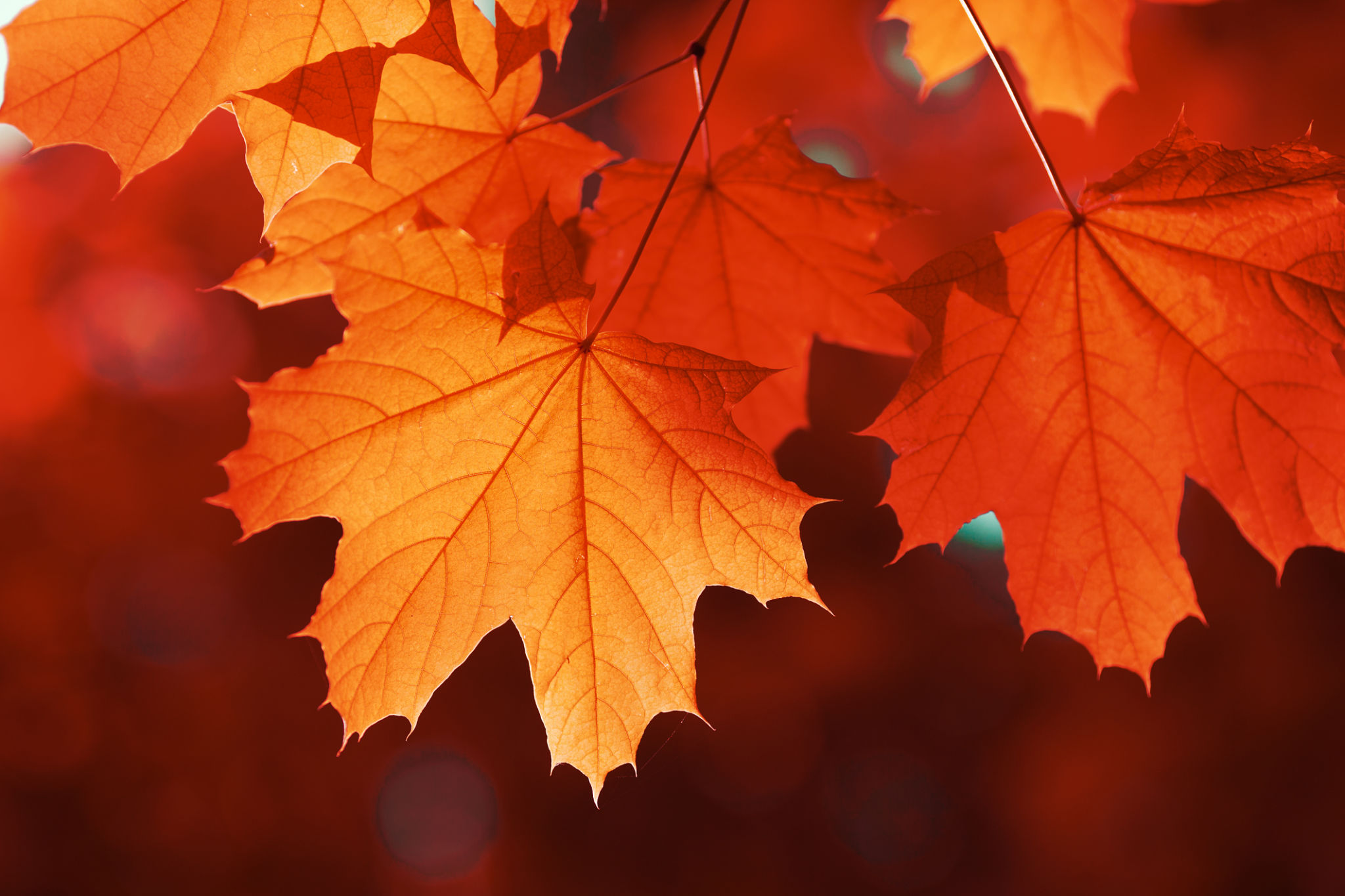 seasonal colors