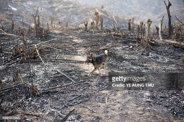 Myanmar-Environment-politics-crime,FEATURE by Ye Aung Thu This photo taken on April 5, 2014 shows a dog running past where teak trees once grew in...