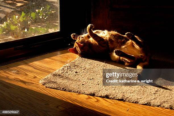 cat rolls leisurely in sunlight on the floor - belleonte stock pictures, royalty-free photos & images