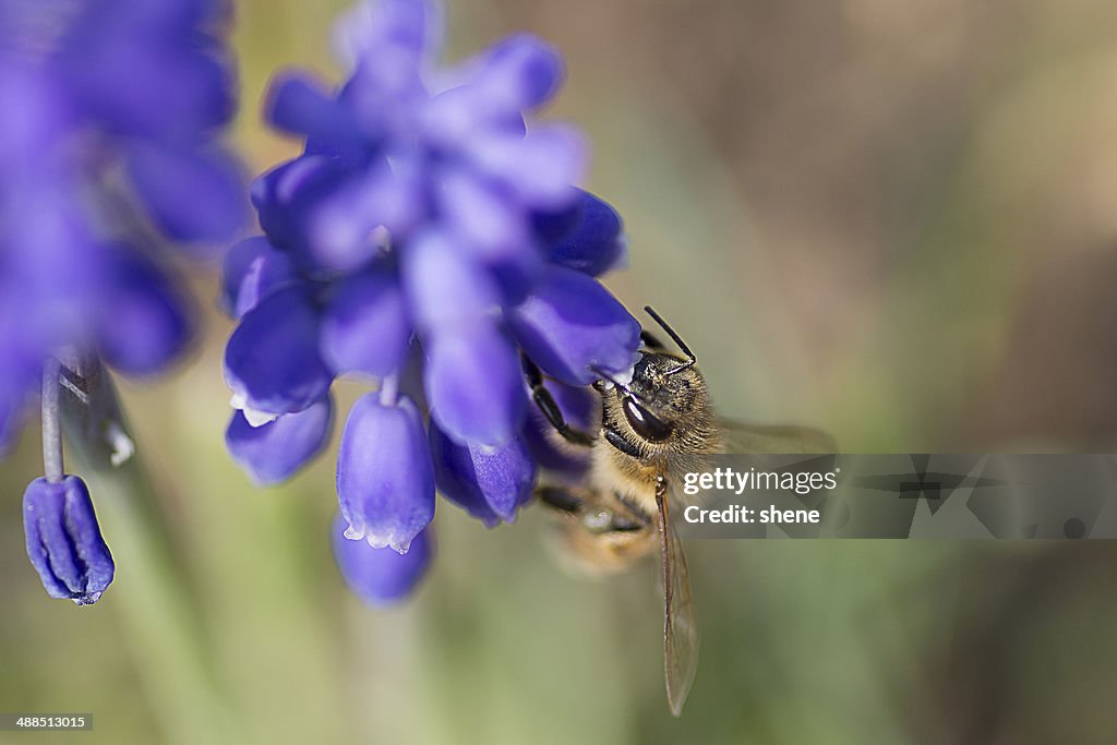 Bee on Muskari saving Honey