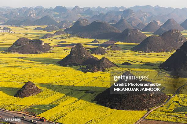 canola flower fields of louping, yunnan, china - kunming stock pictures, royalty-free photos & images