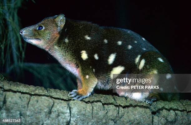 Spotted quoll is seen in its enclosure at Taronga Zoo in Sydney on May 7, 2014. Small, furry marsupials such as the bandicoot, quoll and tree possums...