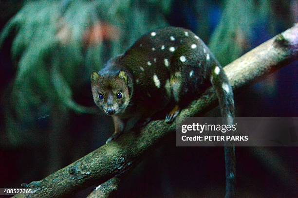 Spotted quoll is seen in its enclosure at Taronga Zoo in Sydney on May 7, 2014. Small, furry marsupials such as the bandicoot, quoll and tree possums...