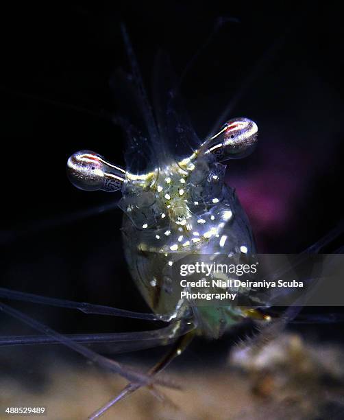 the shrimp stare - nuweiba stock pictures, royalty-free photos & images