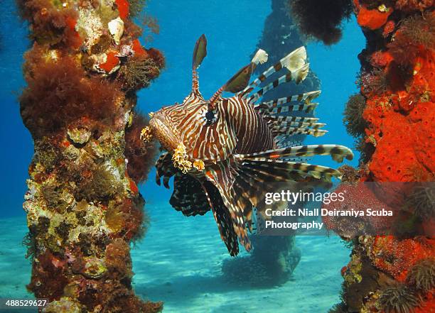 the lion fish pier - nuweiba stock pictures, royalty-free photos & images