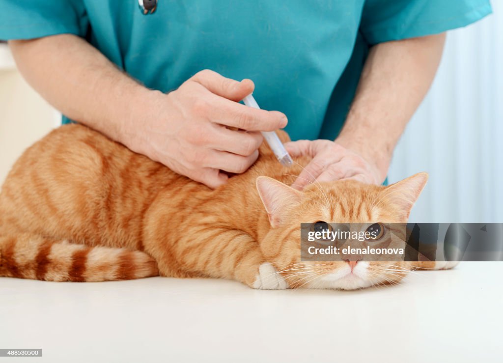Doctor veterinarian examining beautiful adult cat