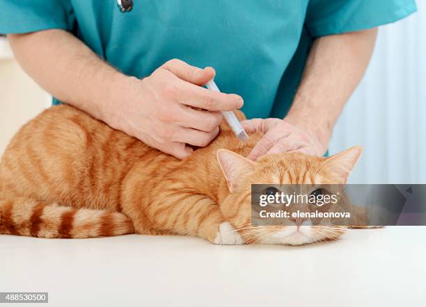 doctor veterinarian examining beautiful adult cat - kat stockfoto's en -beelden