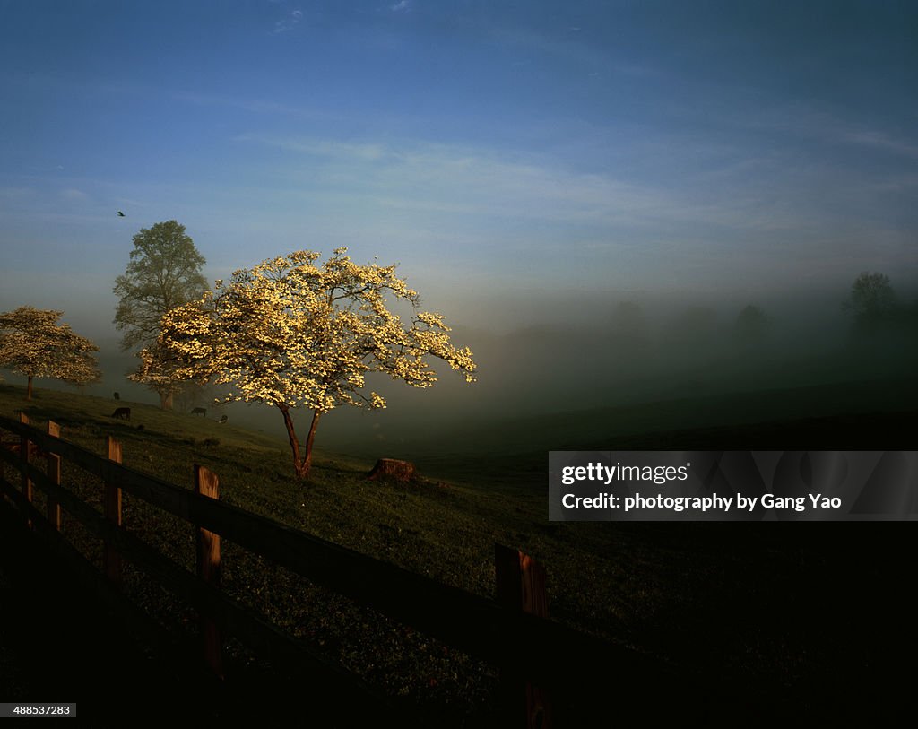 Morning at Smoky Mountains