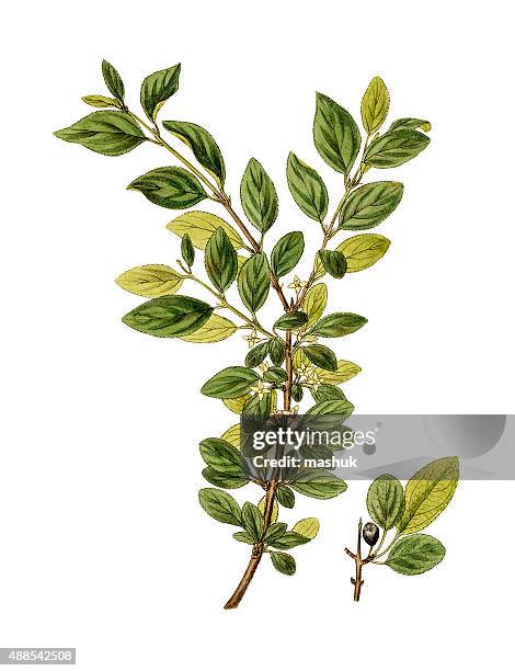 buckthorns, 19 century botanical illustration - buckthorn stock illustrations