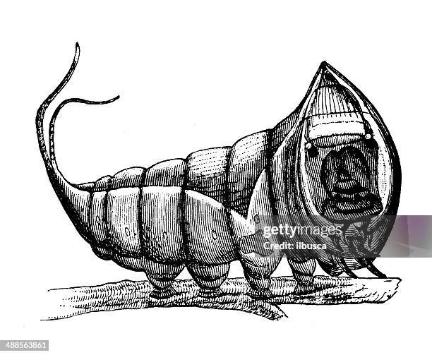 ilustrações de stock, clip art, desenhos animados e ícones de antiguidade ilustração de lagarta de cerura vinula (cerura vinula - cerura vinula lagarta de mariposa
