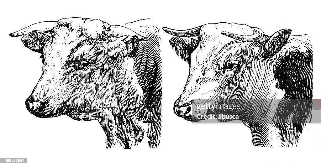 Anticuario ilustración de Hereford bull y de cow
