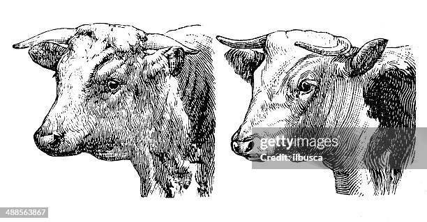 bildbanksillustrationer, clip art samt tecknat material och ikoner med antique illustration of hereford bull and cow - hereford cow