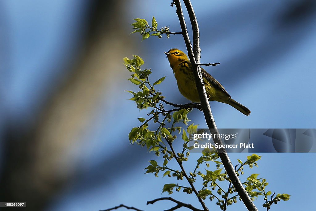 Bird Watching Groups Head To NYC Parks As Seasonal Migration Patterns Pass Thru Area