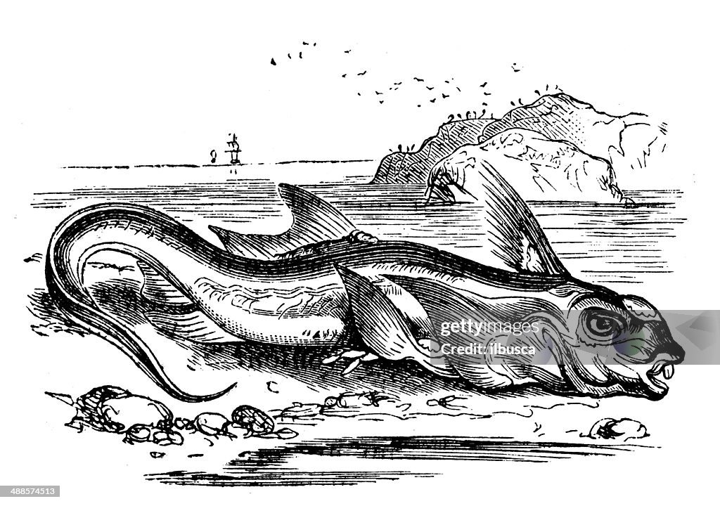 Antique illustration of Chimaera monstrosa (rabbit fish or rat fish)