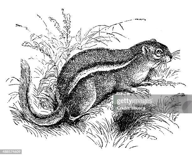 antique illustration of eastern chipmunk (tamias striatus) - eastern chipmunk stock illustrations