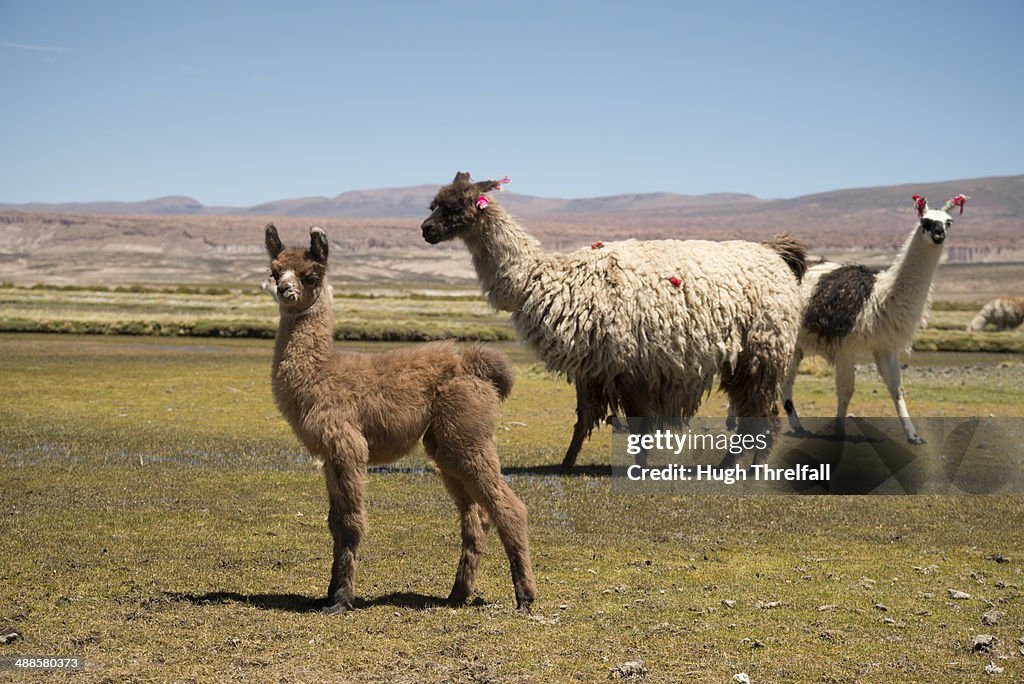 Llamas