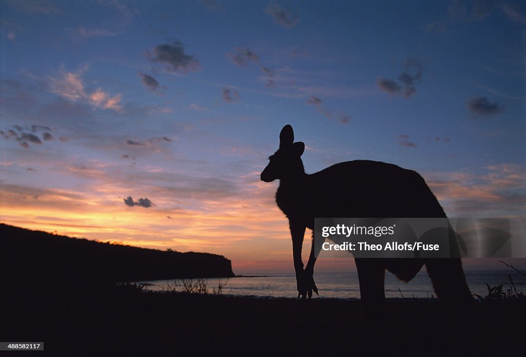 Kangaroo