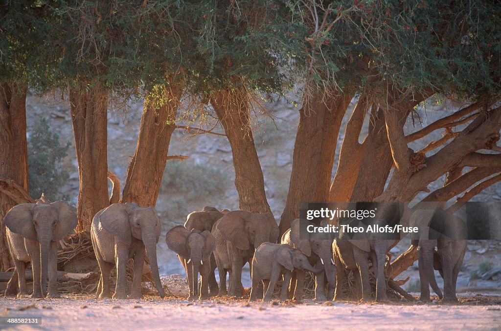 Herd of elephants in shade