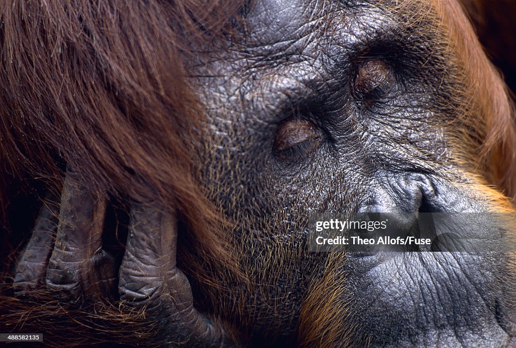 Sleeping Orang-Utan female, Borneo, Tanjung Puting National Park