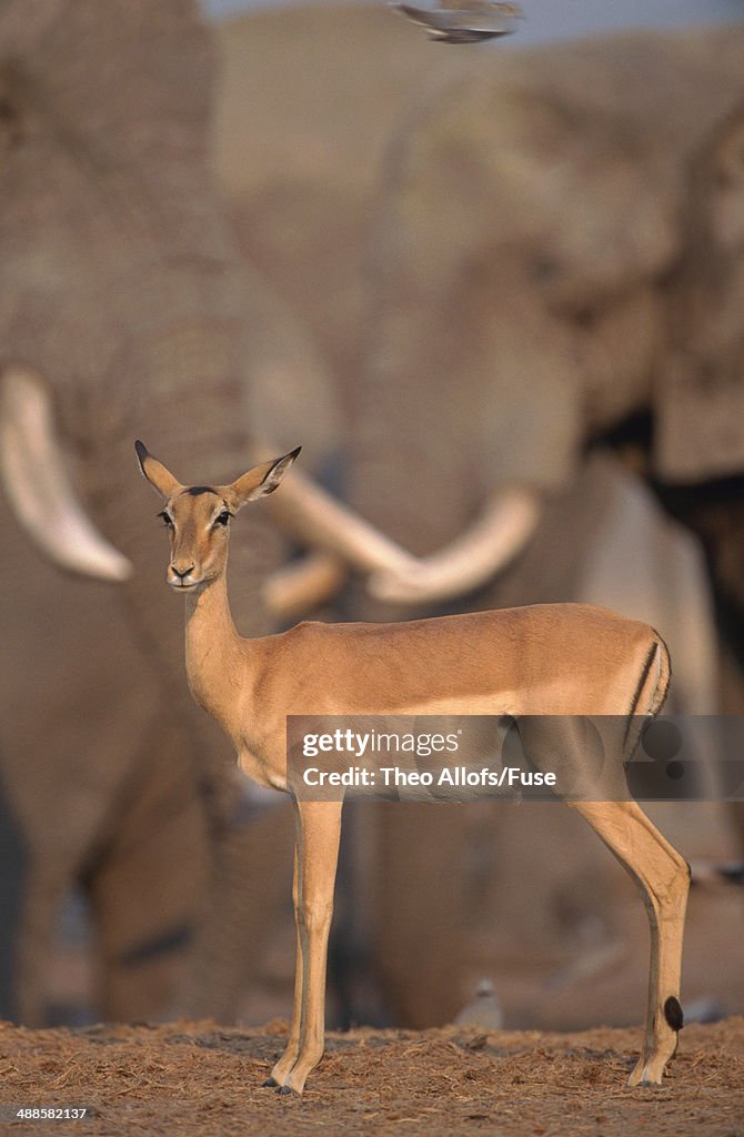 Impala in front of elephants, Botswana