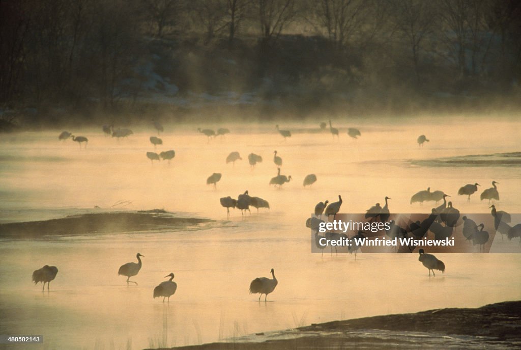 Flock of cranes on misty frozen lake, winter