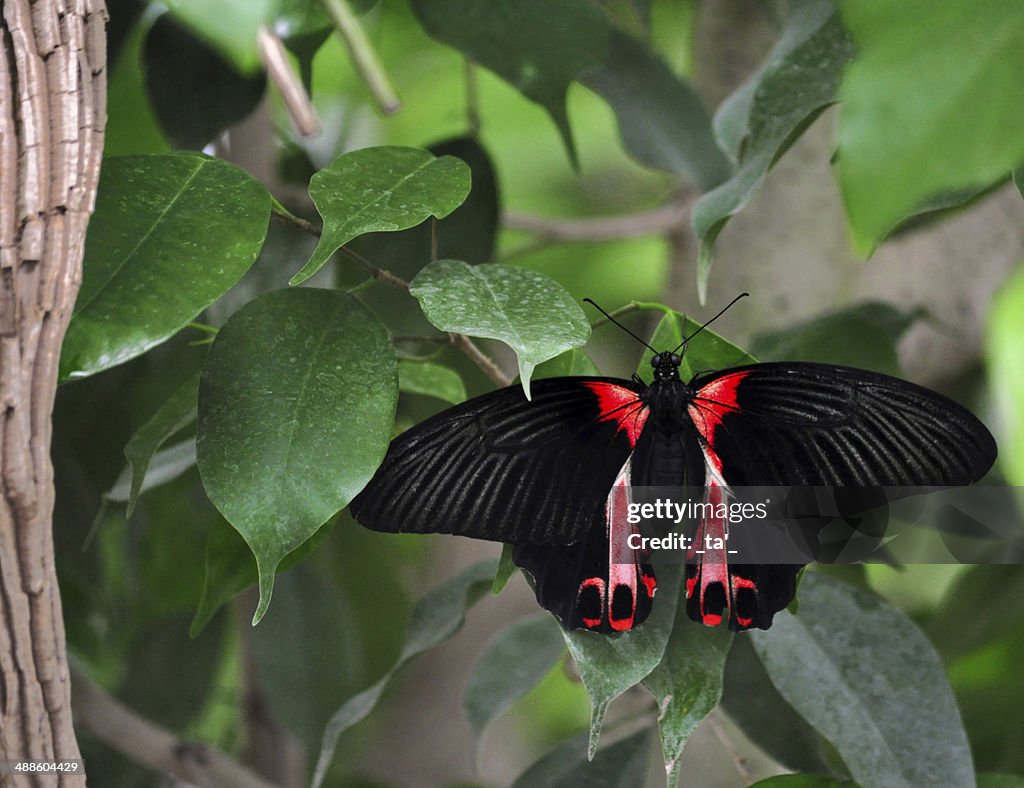 Black and red butterfly