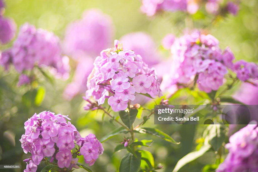 Purple Phlox Flowers