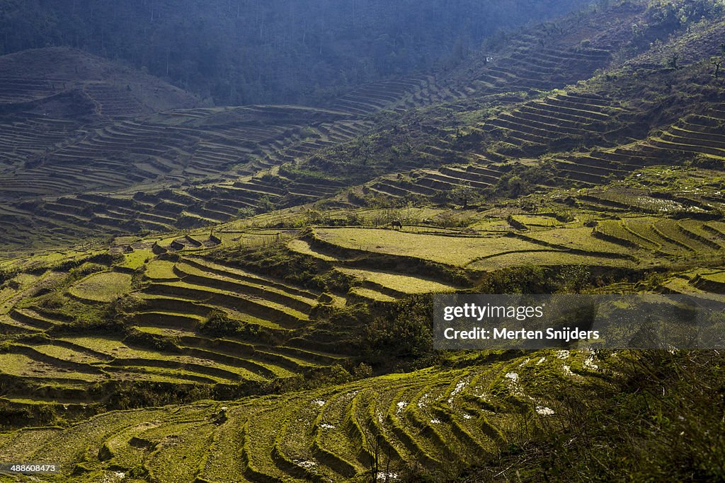 Large Rice Paddy Rice Paddies In Preparation For Summer High-Res Stock Photo - Getty Images