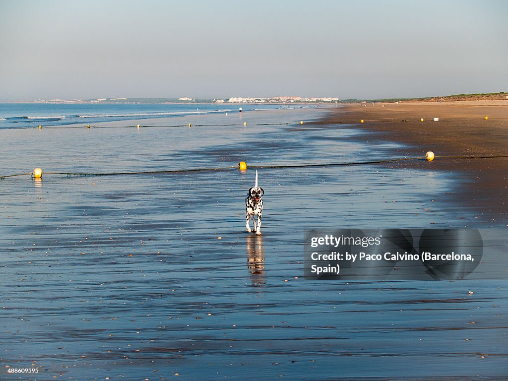 Dalmatian dog running on the beach