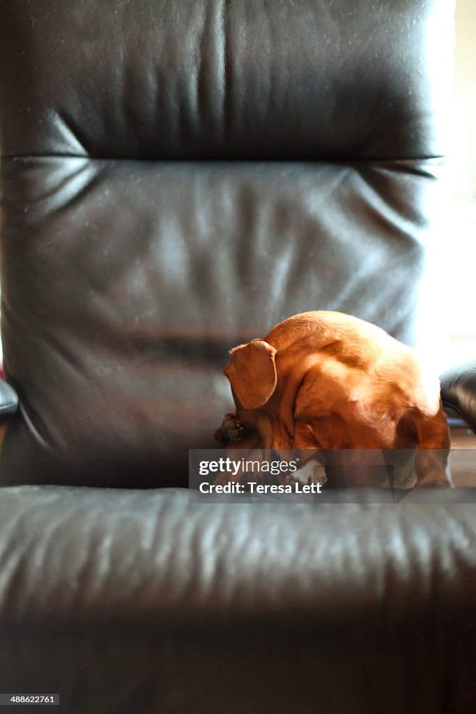 Dog on chair