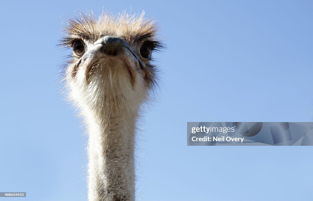 Common Ostrich (Struthio camelus), Near Caledon, Western Cape Province, South Africa
