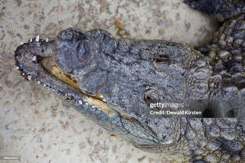 Close-up of Nile crocodile head (Crocodylus niloticus) swimming in a pond on a Crocodile farm in the Western Cape Province, South Africa