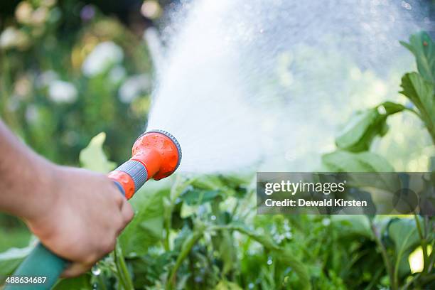 close-up view of a sprinkler head on a green garden house spraying fine drops of water over some vegetables, de doorns, hexriver valley, south africa - de doorns stock pictures, royalty-free photos & images