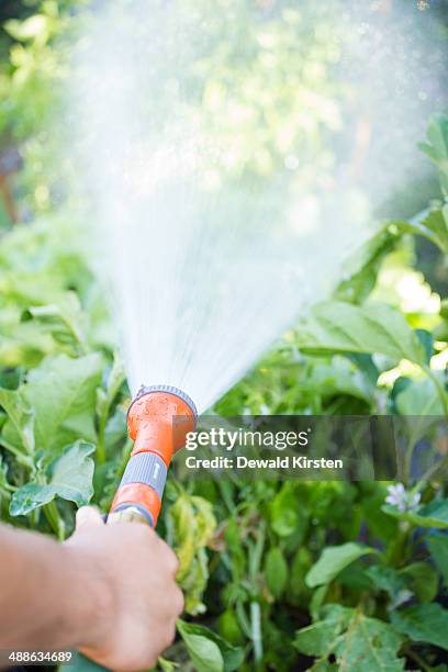 close-up view of a sprinkler head on a green garden house spraying fine drops of water over some vegetables, de doorns, hexriver valley, south africa - de doorns stock pictures, royalty-free photos & images