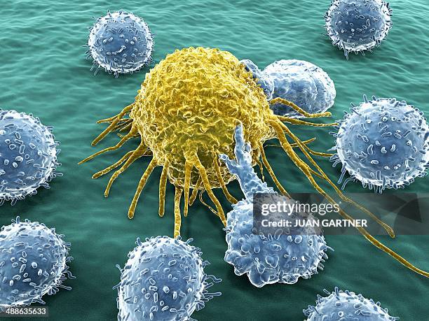 illustrazioni stock, clip art, cartoni animati e icone di tendenza di lymphocytes and cancer cell - sistema immunitario