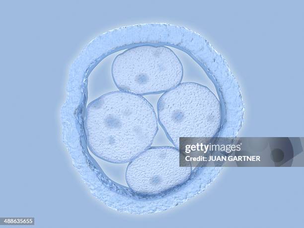 stockillustraties, clipart, cartoons en iconen met human embryo, artwork - human fertility