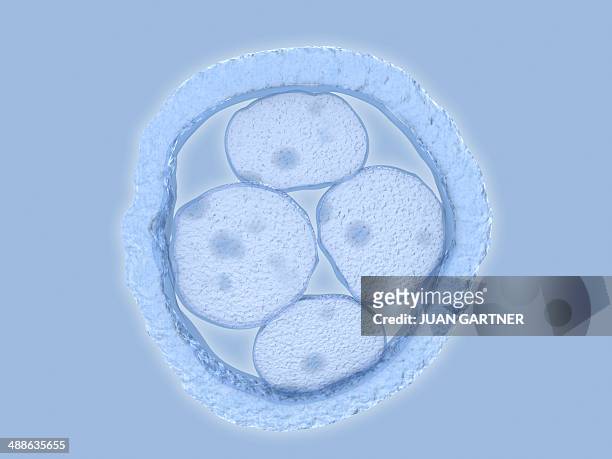 human embryo, artwork - embryos stock illustrations