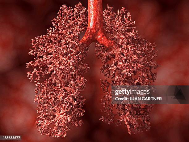 human lung, artwork - bronchialbaum stock-grafiken, -clipart, -cartoons und -symbole