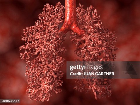 Human lung, artwork Human lung, artwork