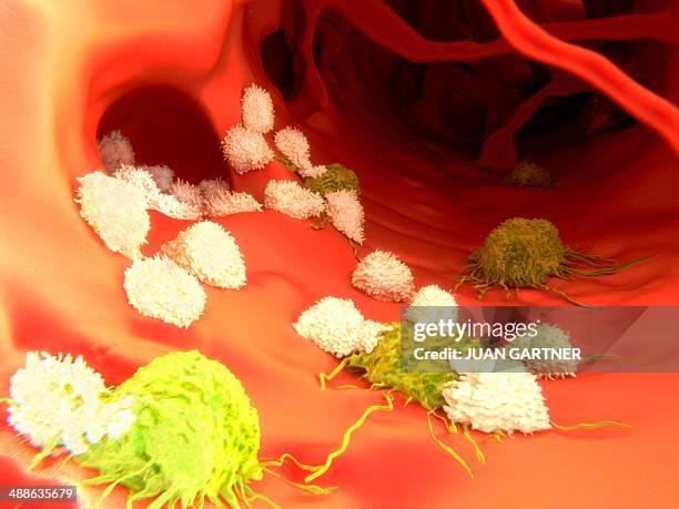 t-lymphocytes and cancer cells, artwork - t cells stock illustrations