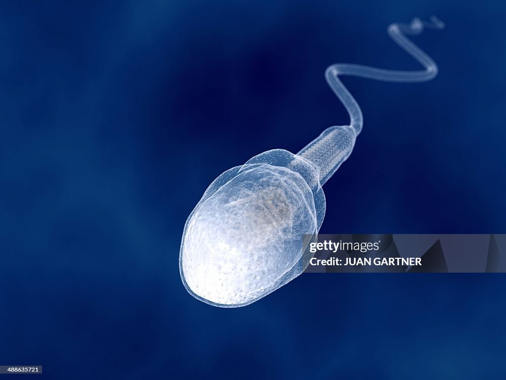 Human sperm, artwork