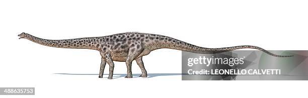 stockillustraties, clipart, cartoons en iconen met diplodocus dinosaur, artwork - diplodocus