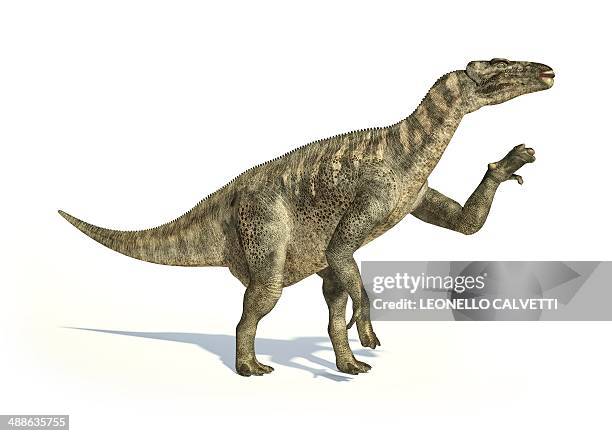iguanodon dinosaur, artwork - iguanodon stock illustrations