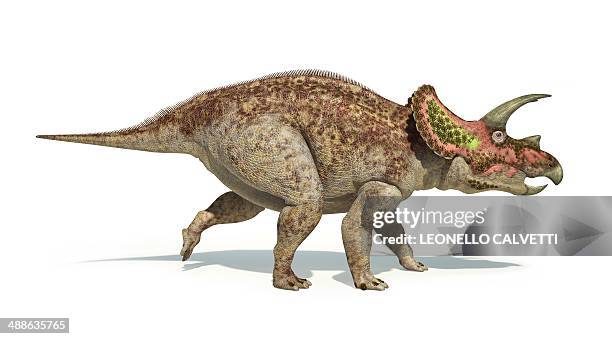 triceratops dinosaur, artwork - triceratops stock illustrations