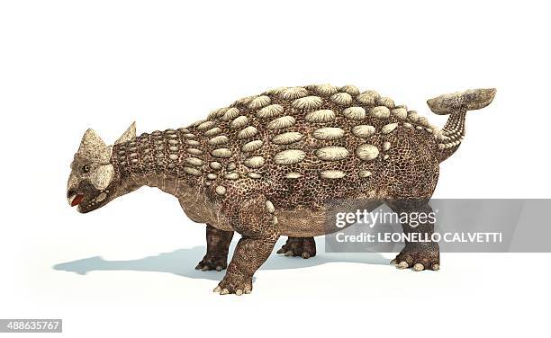 ankylosaurus dinosaur, artwork - ankylosaurus stock illustrations