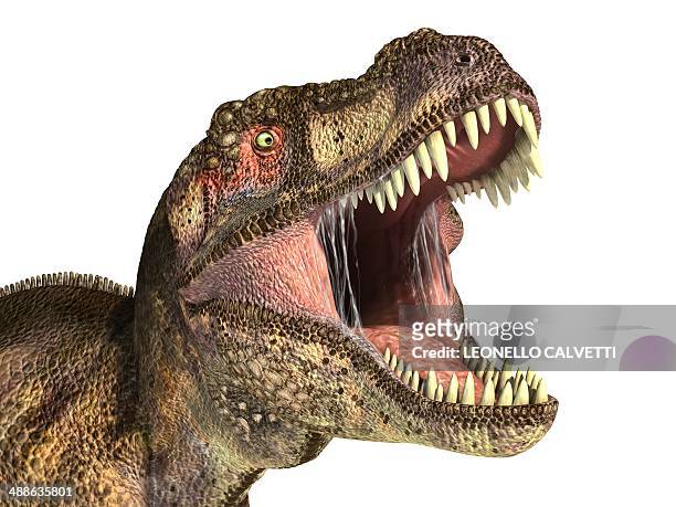 ilustrações, clipart, desenhos animados e ícones de tyrannosaurus rex dinosaur, artwork - roaring