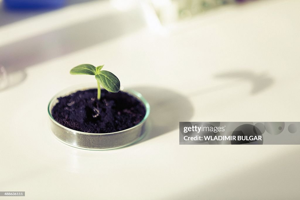 Seedling in petri dish