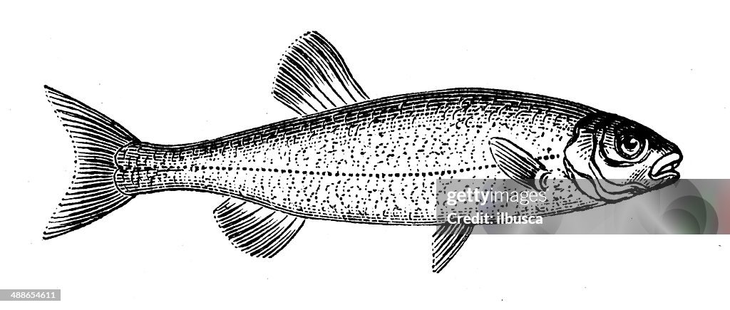 Ancienne illustration de Chub