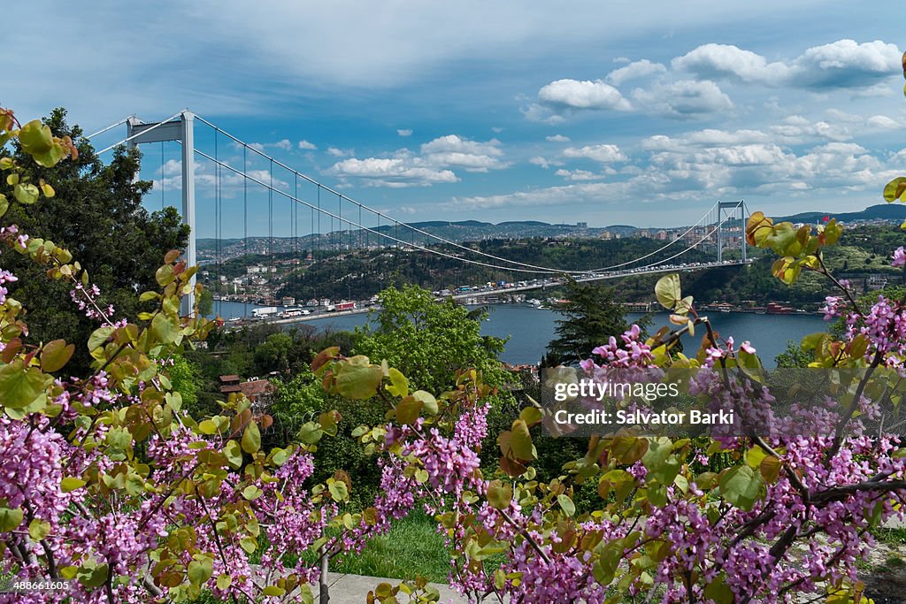Judas tree and the FSM bridge